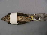 鳳頭蒼鷹藏品圖，第2張